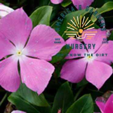 Cora Cascade Vinca - America's Gardens Nursery