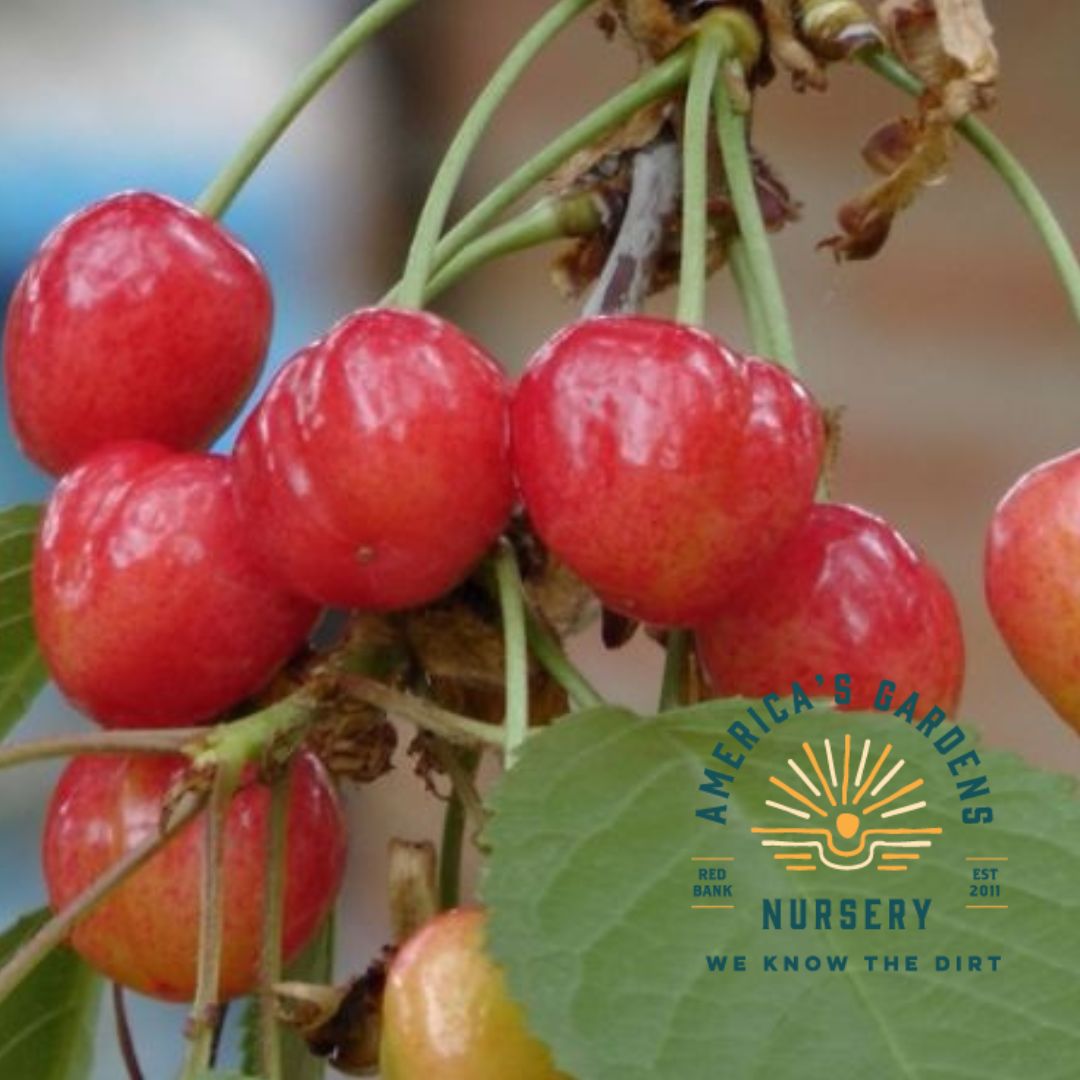Coral Champagne Cherry Tree - America's Gardens Nursery