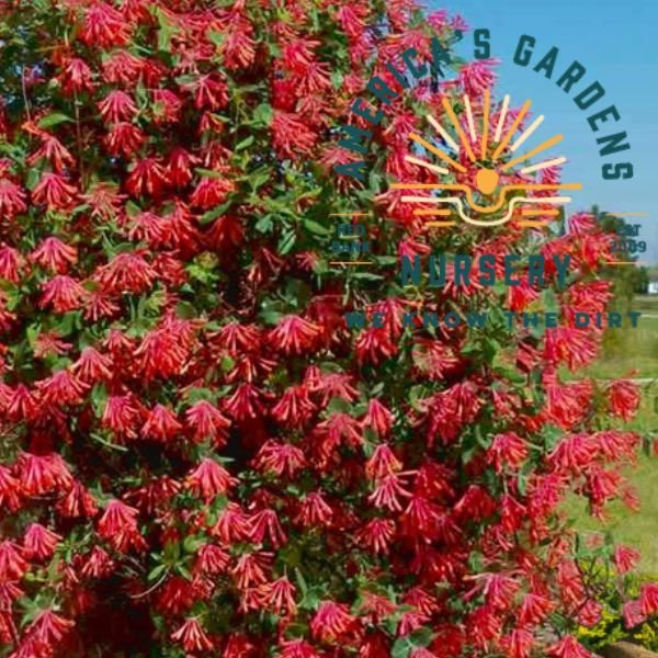 Coral Honeysuckle - America's Gardens Nursery