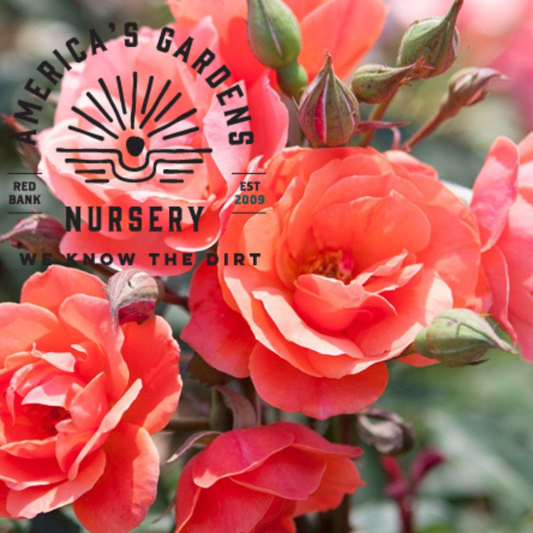 Coral Knock Out Rose - America's Gardens Nursery