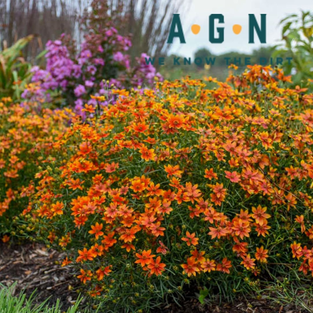 Crazy Cayenne Coreopsis - America's Gardens Nursery