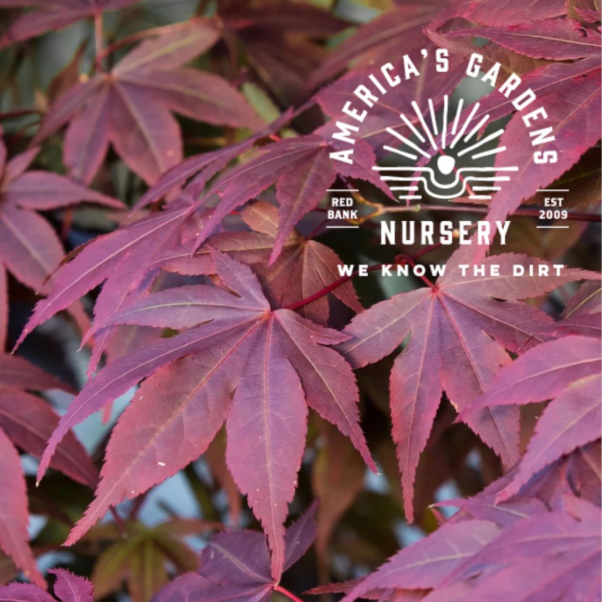 Crimson Prince Japanese Maple Tree - America's Gardens Nursery
