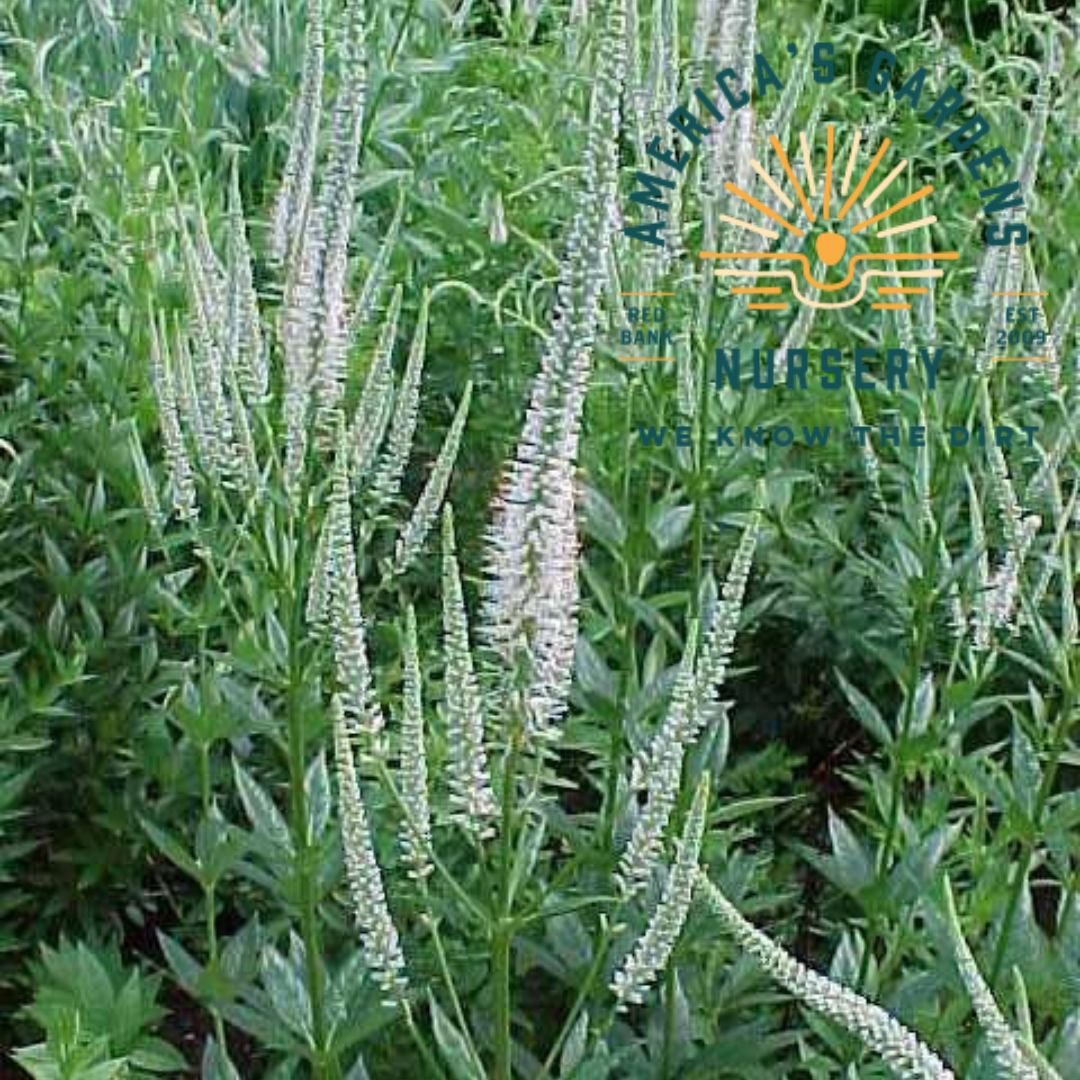 Culvers Root - America's Gardens Nursery