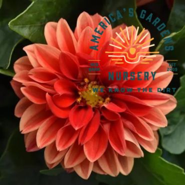 Dahlietta Dahlia - America's Gardens Nursery