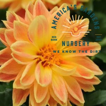 Dahlietta Dahlia - America's Gardens Nursery