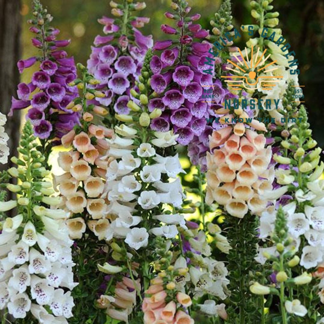 Dalmation Mix Foxglove - America's Gardens Nursery