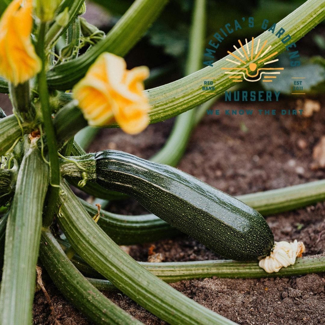 Dark Green Zucchini Squash - America's Gardens Nursery