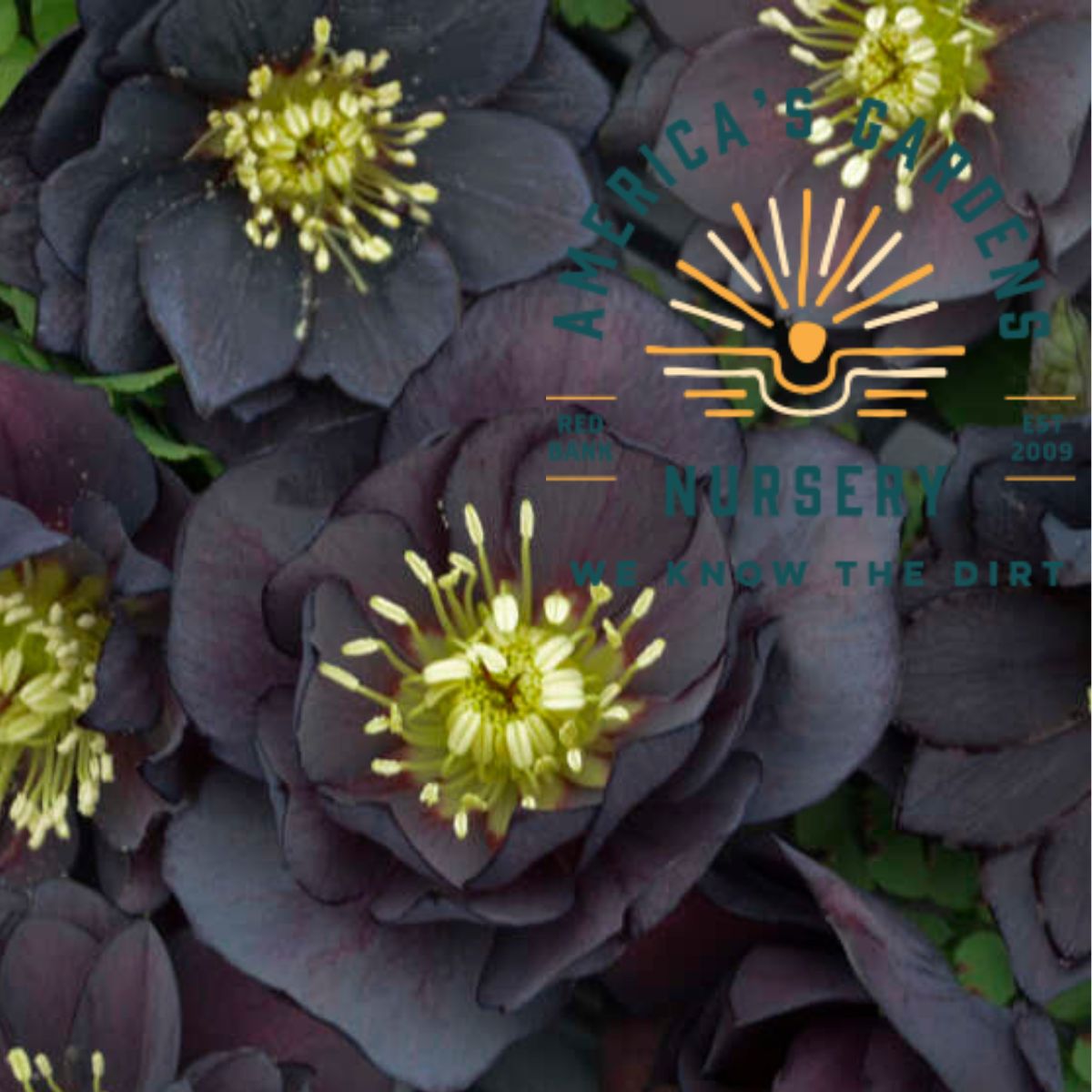 Dark & Handsome Helleborus (Lenten Rose) - America's Gardens Nursery