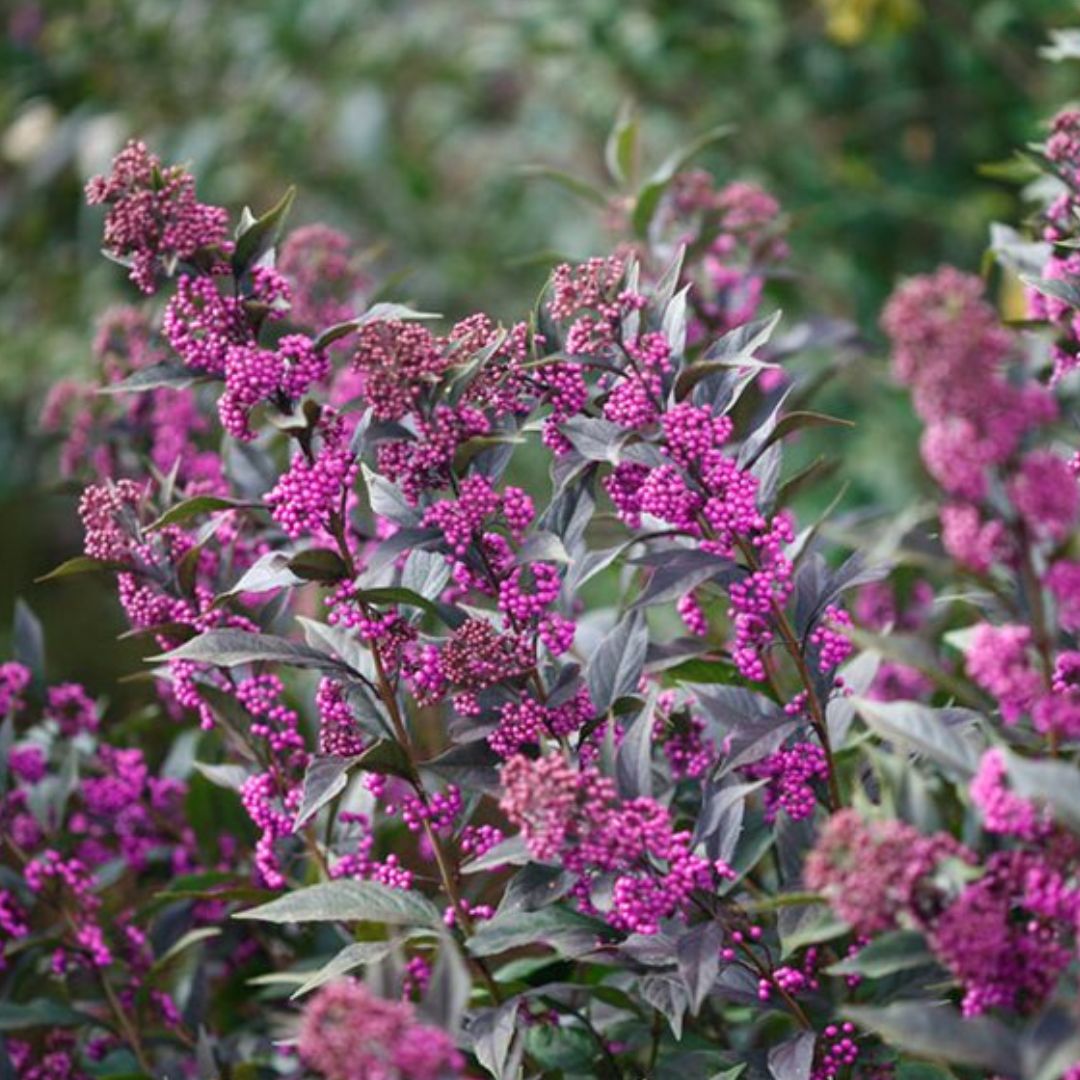 Dark Night Beautyberry - America's Gardens Nursery