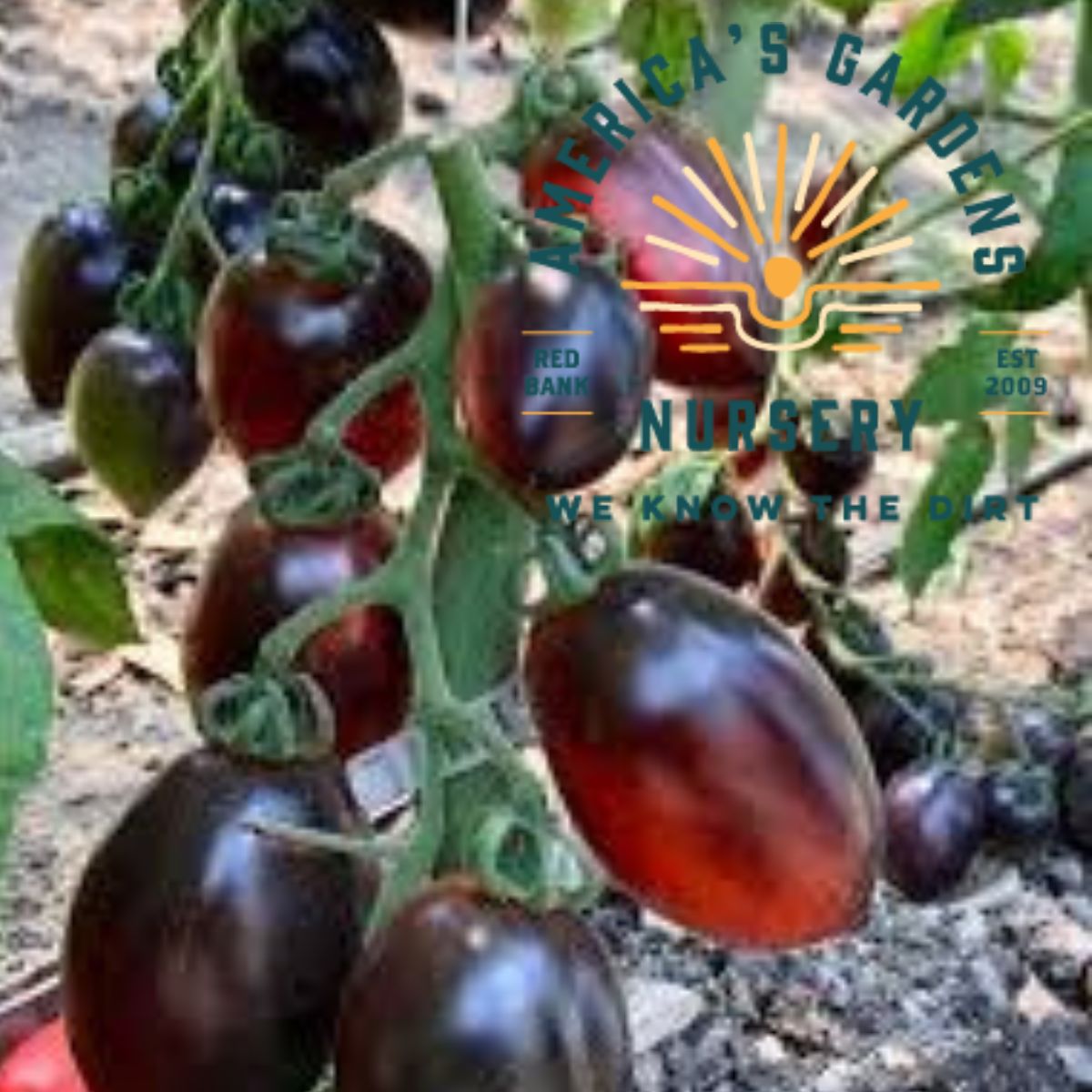 Dark Roma Tomato Plants - America's Gardens Nursery