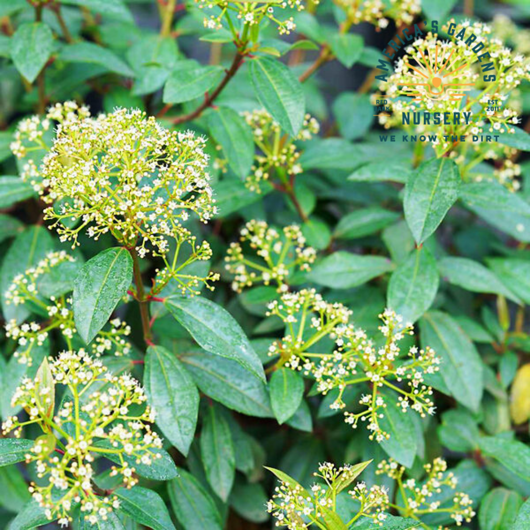 David Viburnum - Yin & Yang - America's Gardens Nursery