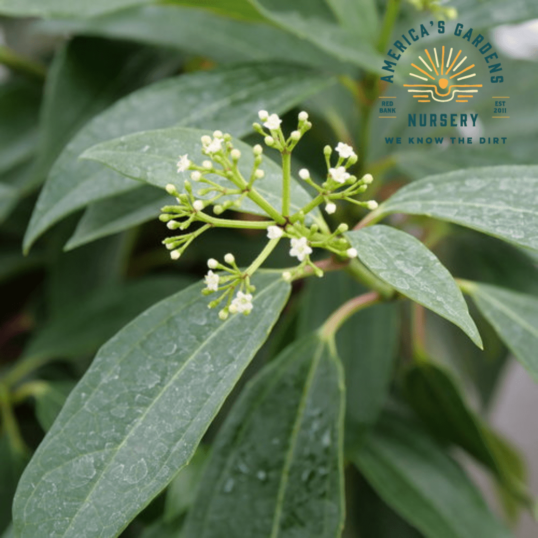 David Viburnum - Yin & Yang - America's Gardens Nursery