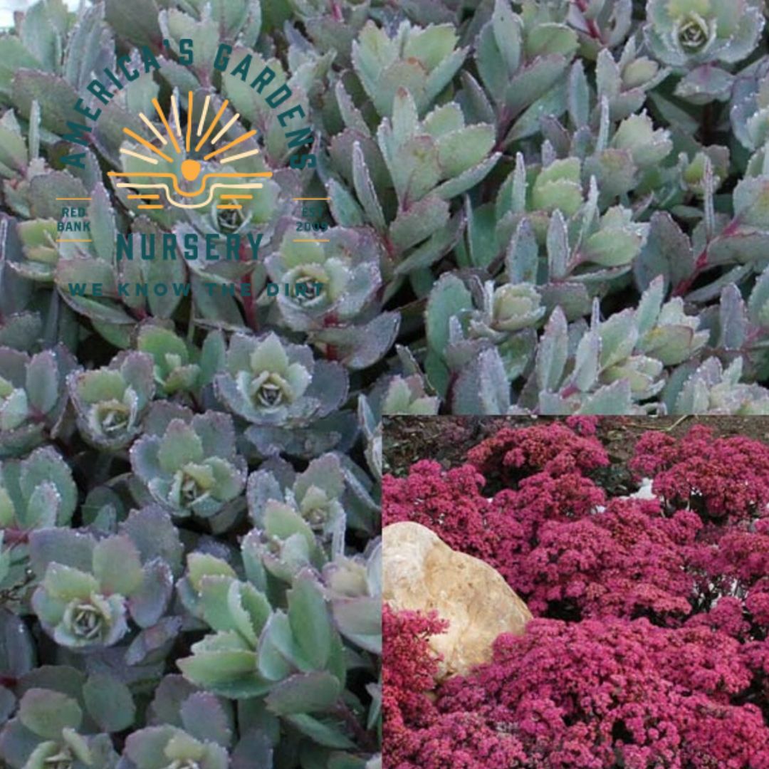 Dazzleberry Stonecrop Sedum - America's Gardens Nursery
