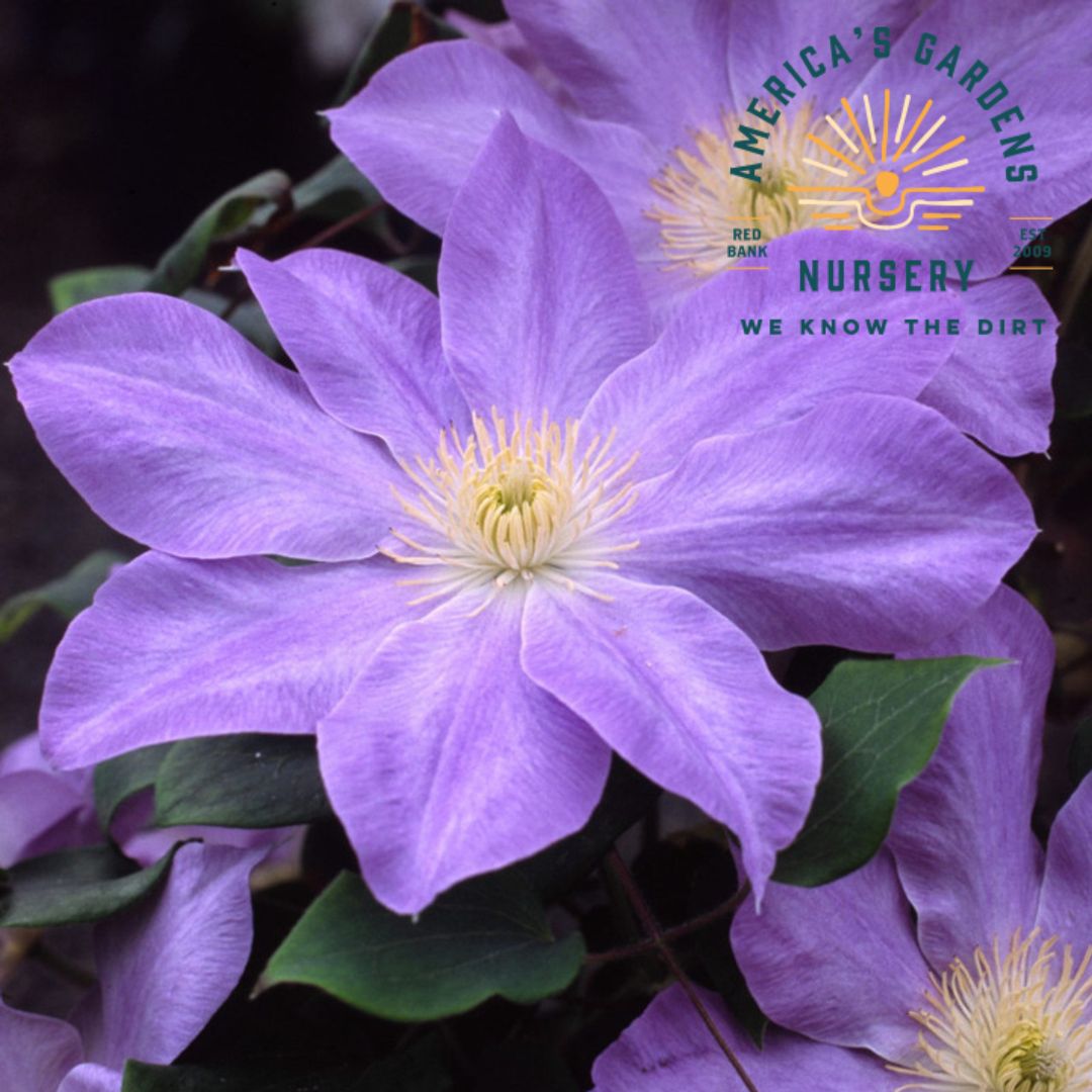 Diana's Delight Clematis - America's Gardens Nursery