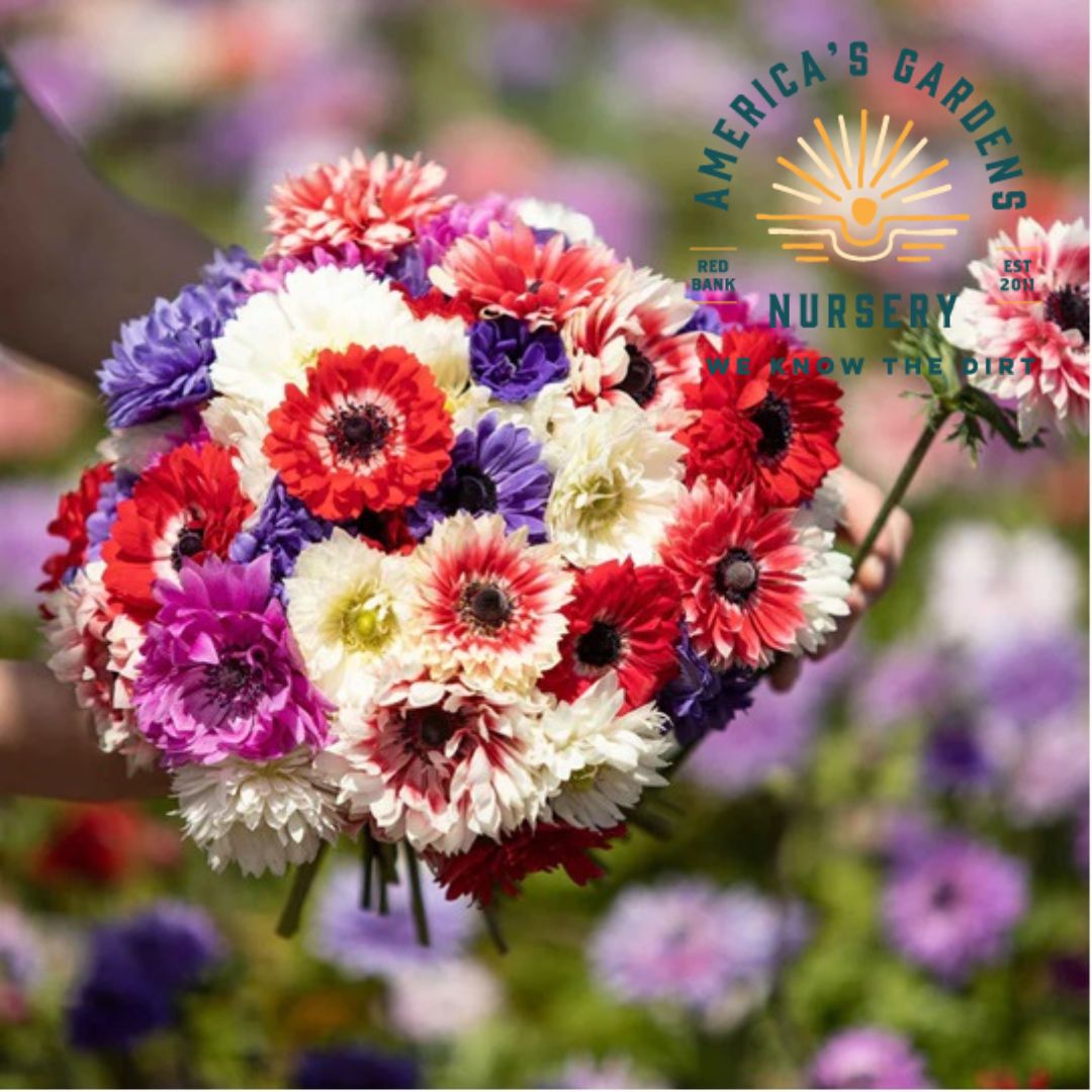 Double Anemone Mix - America's Gardens Nursery