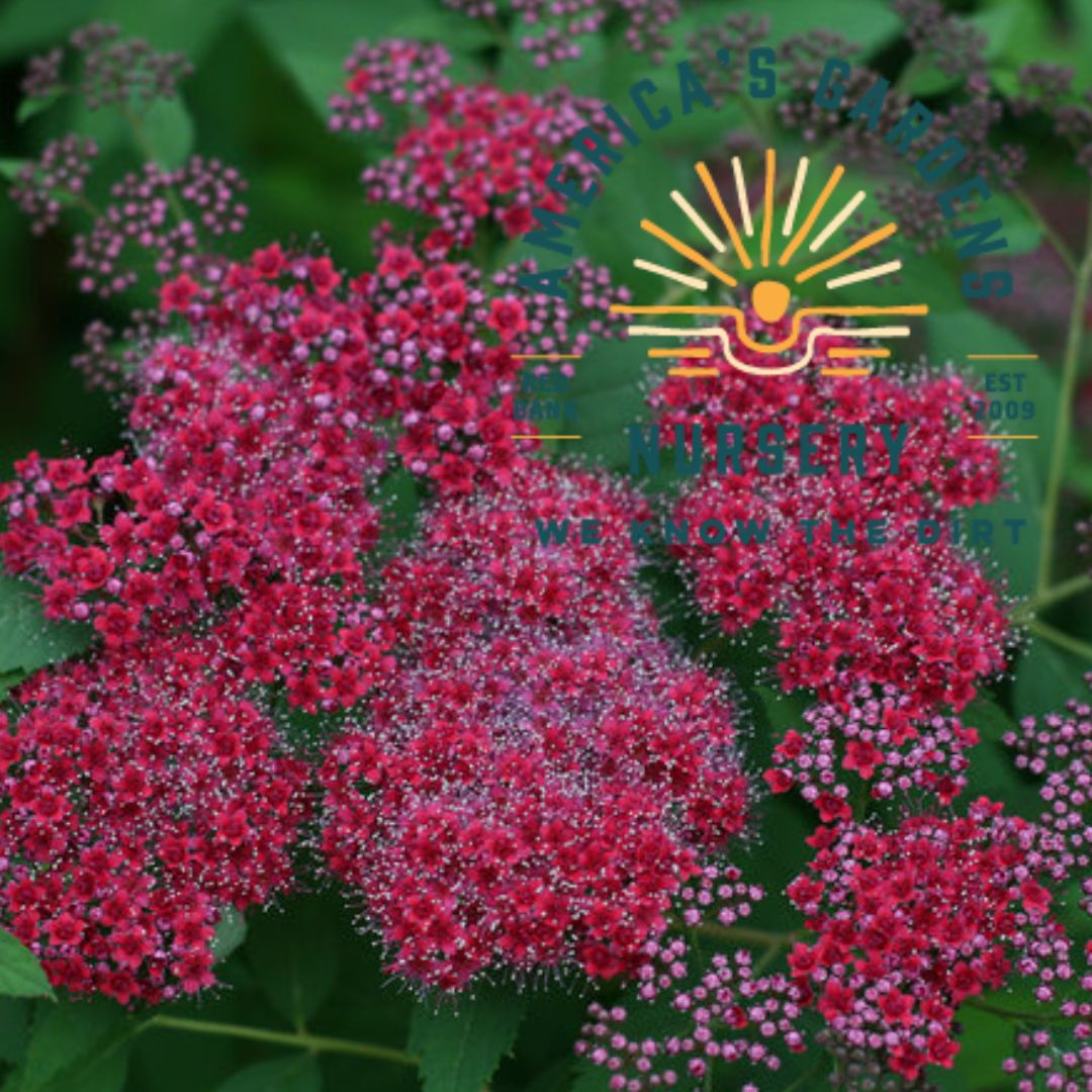 Double Play Red Spirea - America's Gardens Nursery