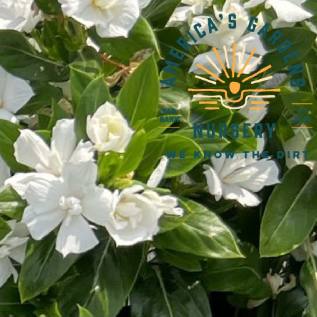 Double Pure White Soiree Vinca - America's Gardens Nursery