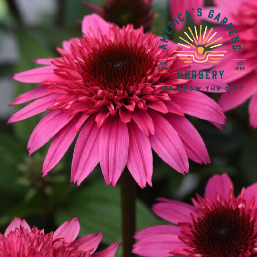 Double Scoop Watermelon Echinacea (Cone Flower) - America's Gardens Nursery