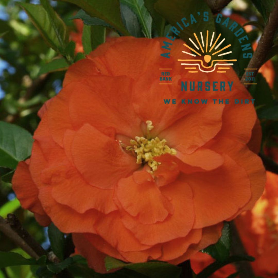 Double Take Orange Quince - America's Gardens Nursery