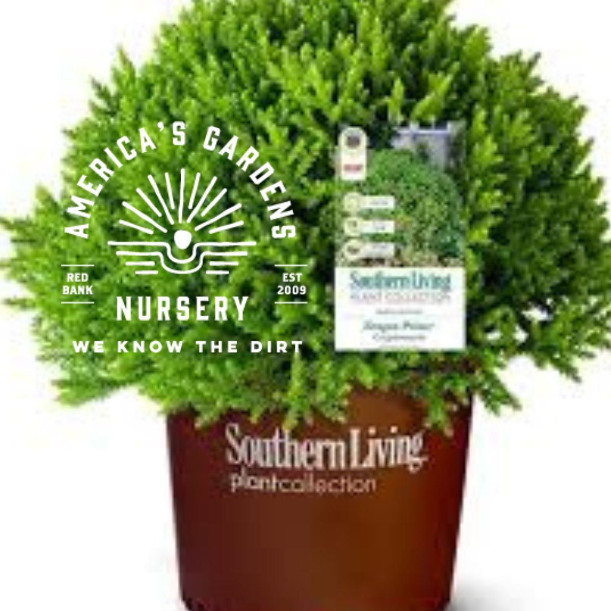 Dragon Prince Cryptomeria - America's Gardens Nursery
