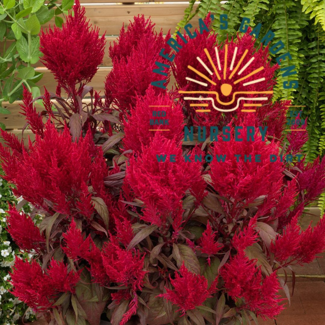 Dragons Breath Celosia - America's Gardens Nursery
