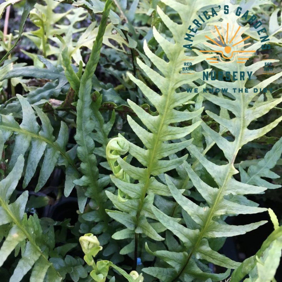 Dragontail Fern - America's Gardens Nursery
