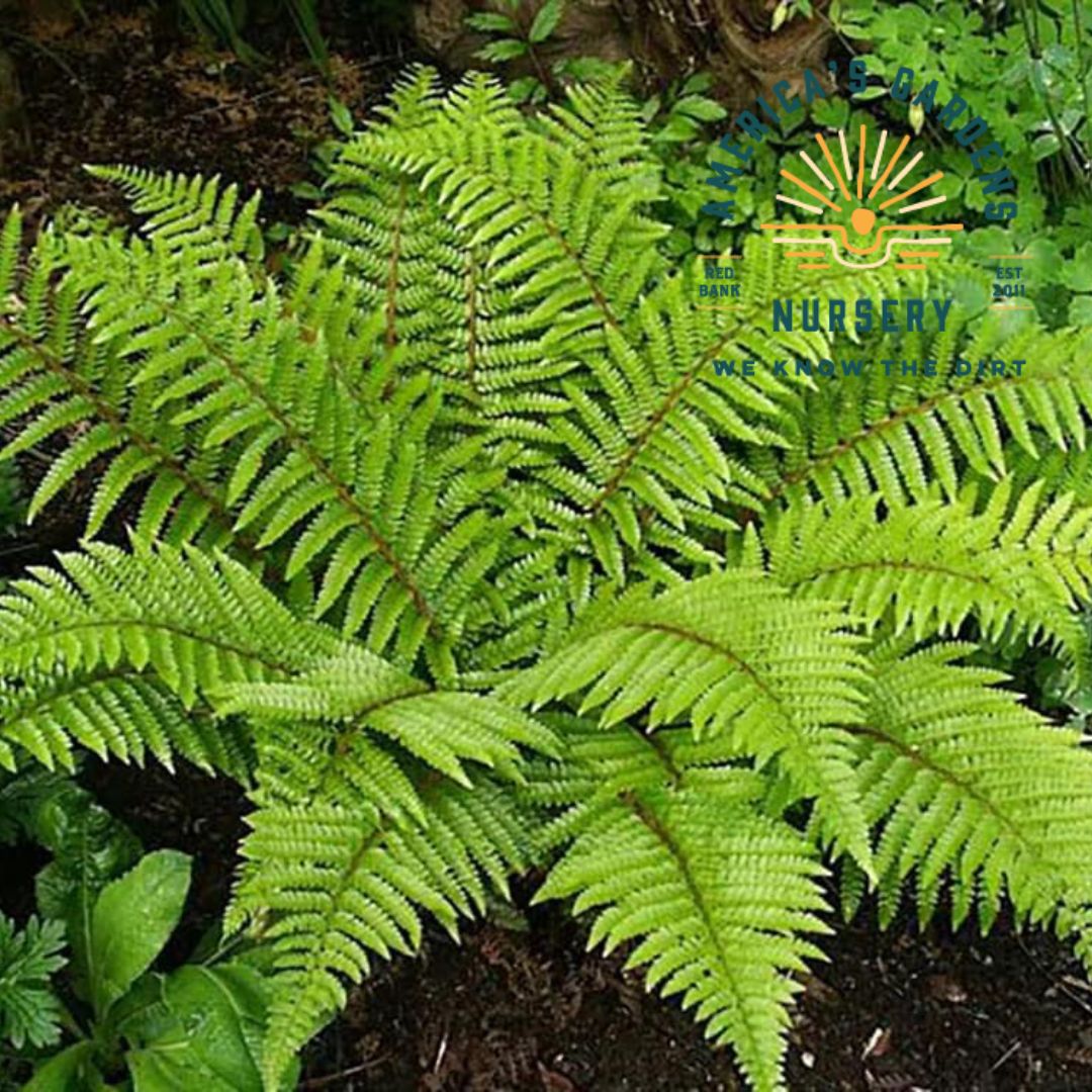 Eastern Wood Fern - America's Gardens Nursery