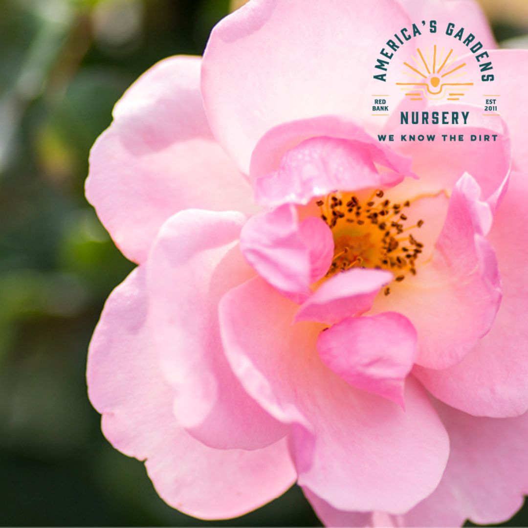 Easy Bee - zy Knock Out Rose - America's Gardens Nursery