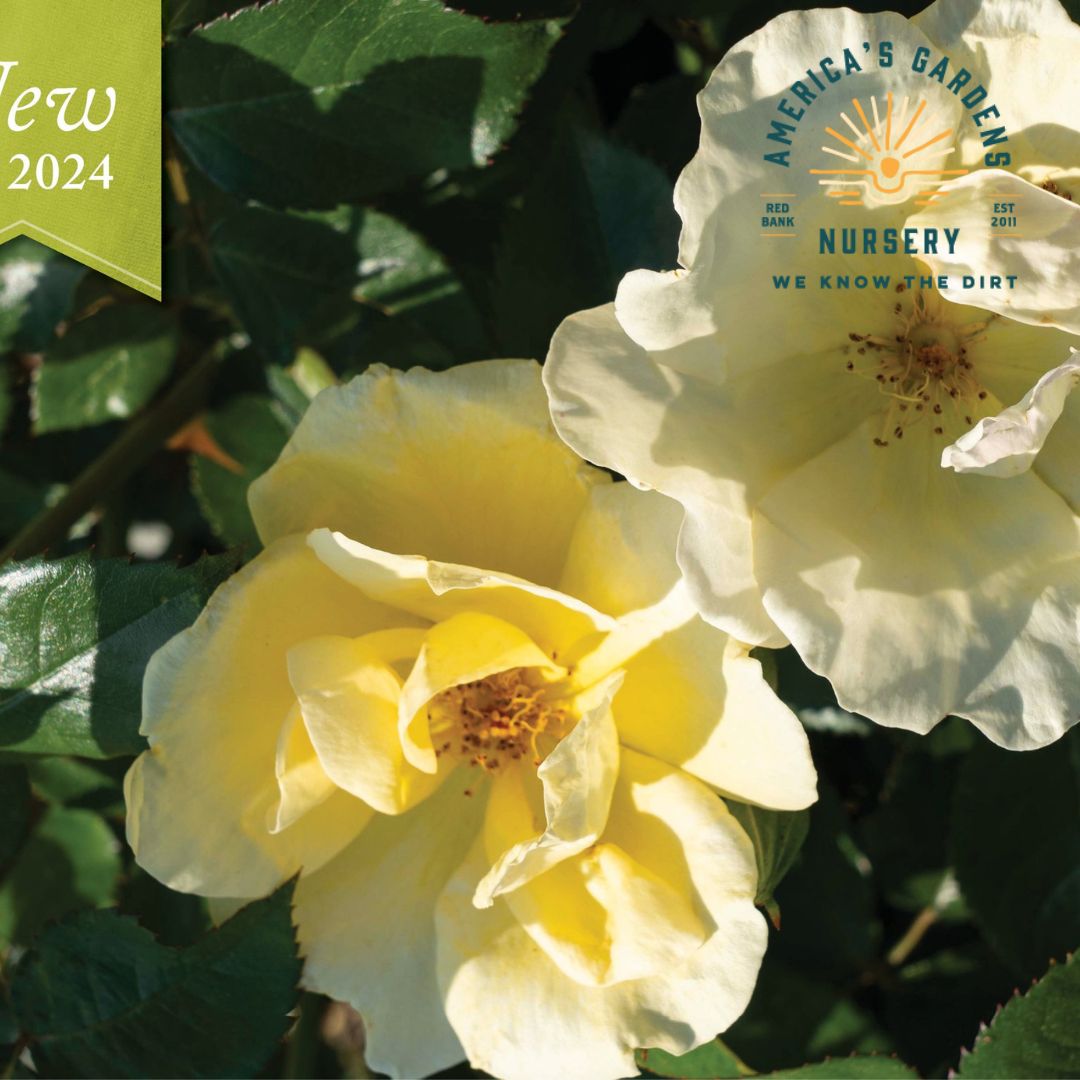 Easy Bee - zy Knock Out Rose - America's Gardens Nursery