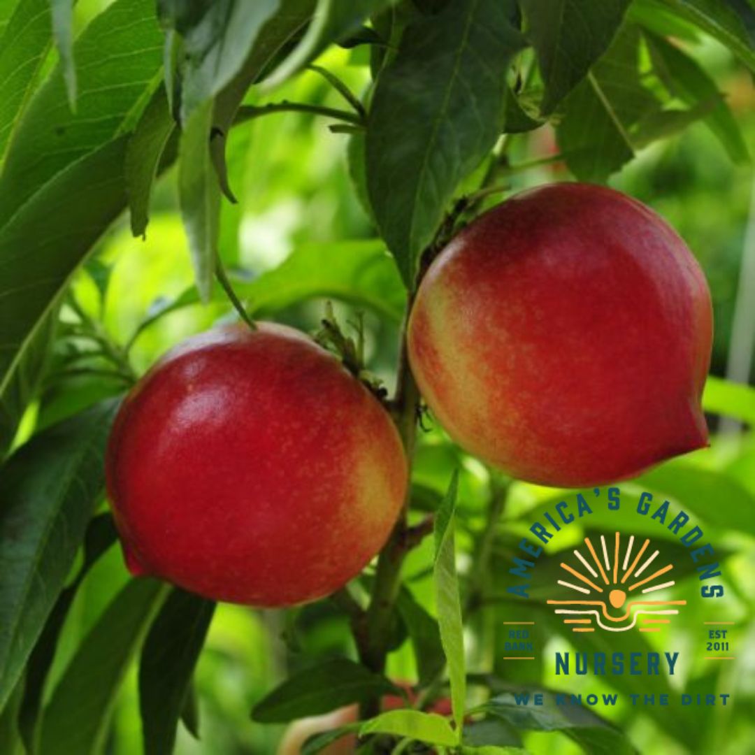 Elberta Peach Tree - America's Gardens Nursery