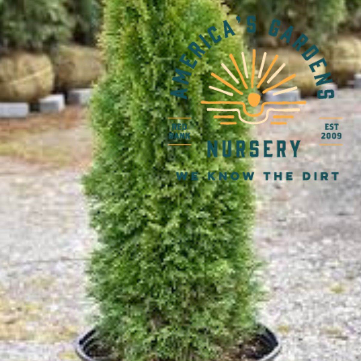 Emerald Green Petite Arborvitae - America's Gardens Nursery