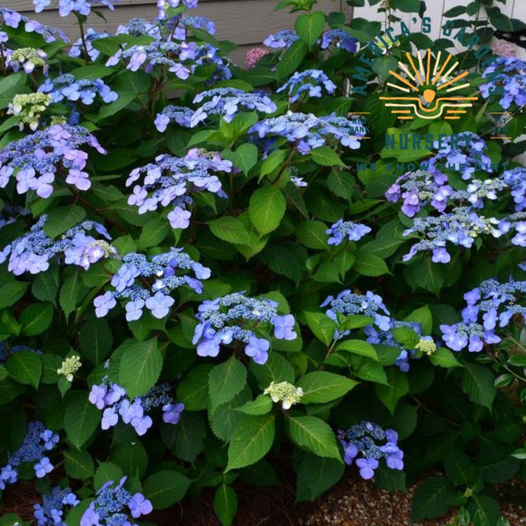 Endless Summer Twist & Shout Hydrangea - America's Gardens Nursery