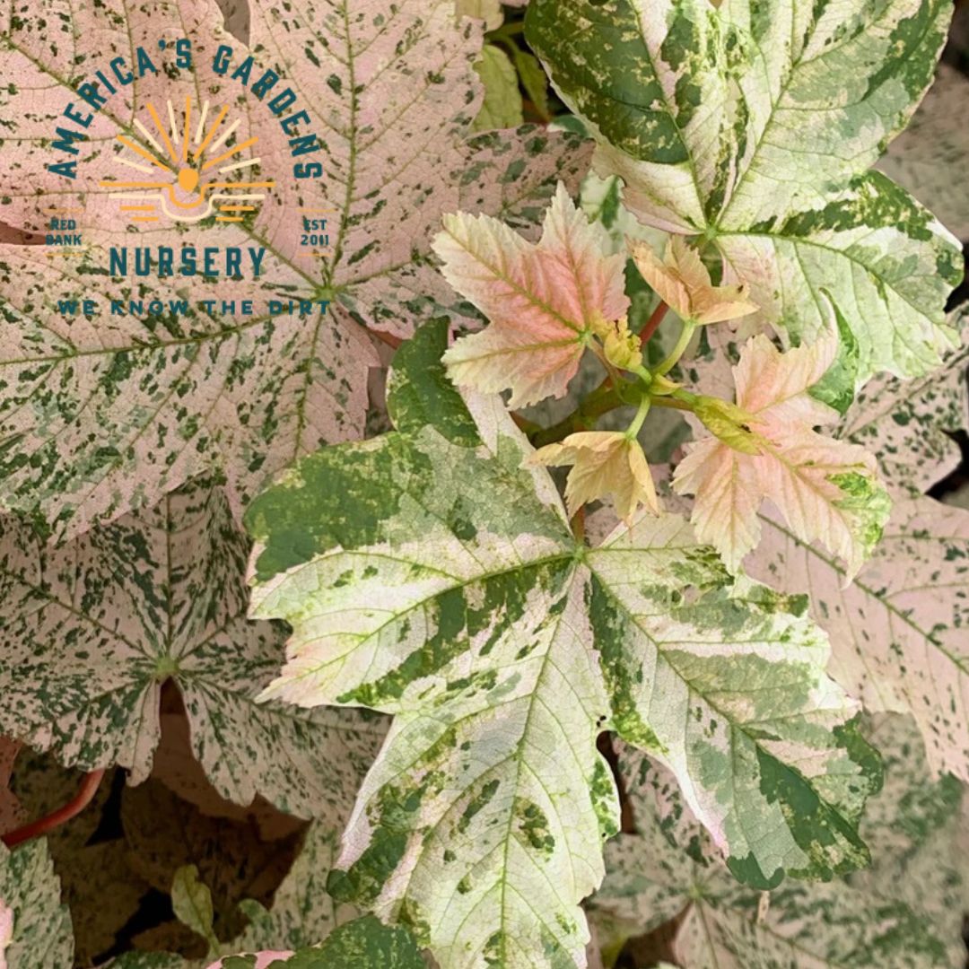 Esk Sunset Japanese Maple Tree - America's Gardens Nursery