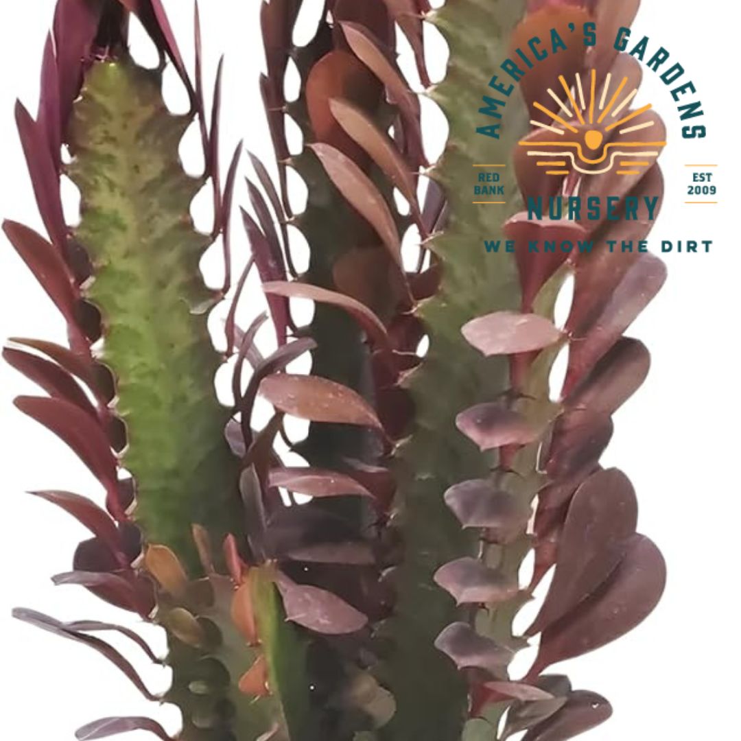 Euphorbia Cactus - America's Gardens Nursery