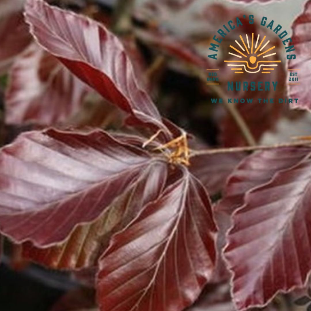European Beech Tree - America's Gardens Nursery