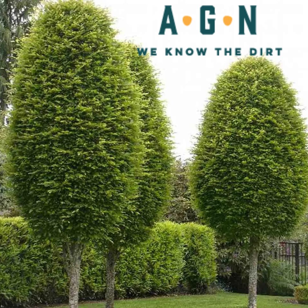 European Hornbeam - America's Gardens Nursery