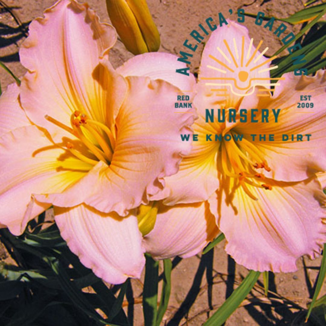 Fairy Tale Pink Reblooming Daylily - America's Gardens Nursery