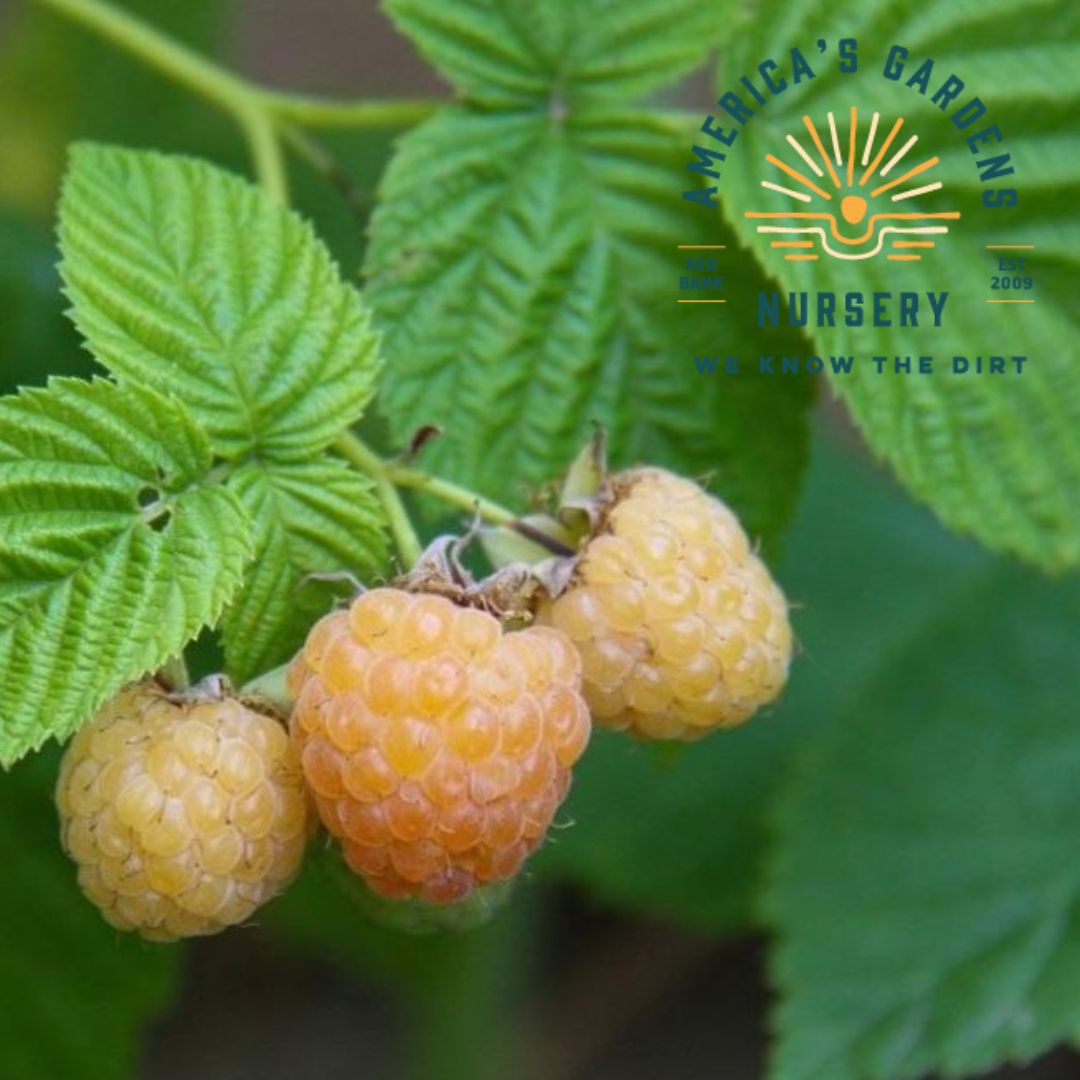 Fall Gold Raspberry VIne - America's Gardens Nursery