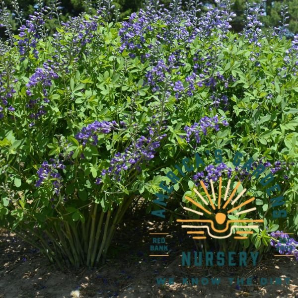 False Blue Indigo (Baptisia) - America's Gardens Nursery
