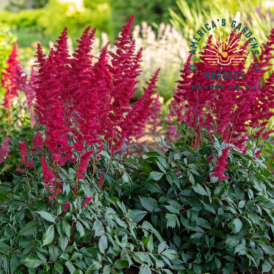 Fanal Astilbe - America's Gardens Nursery