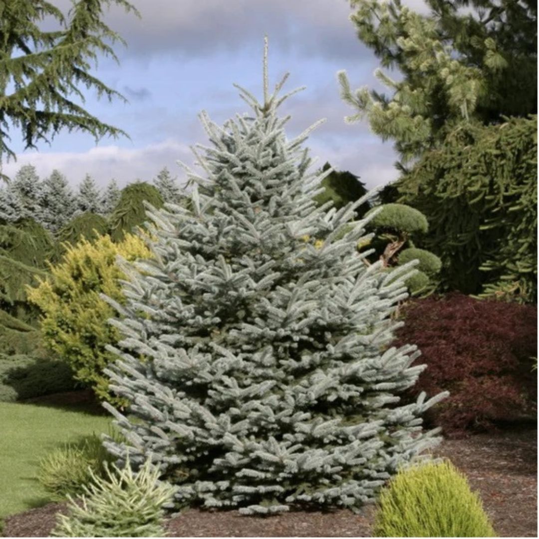 Fat Albert Colorado Blue Spruce - America's Gardens Nursery