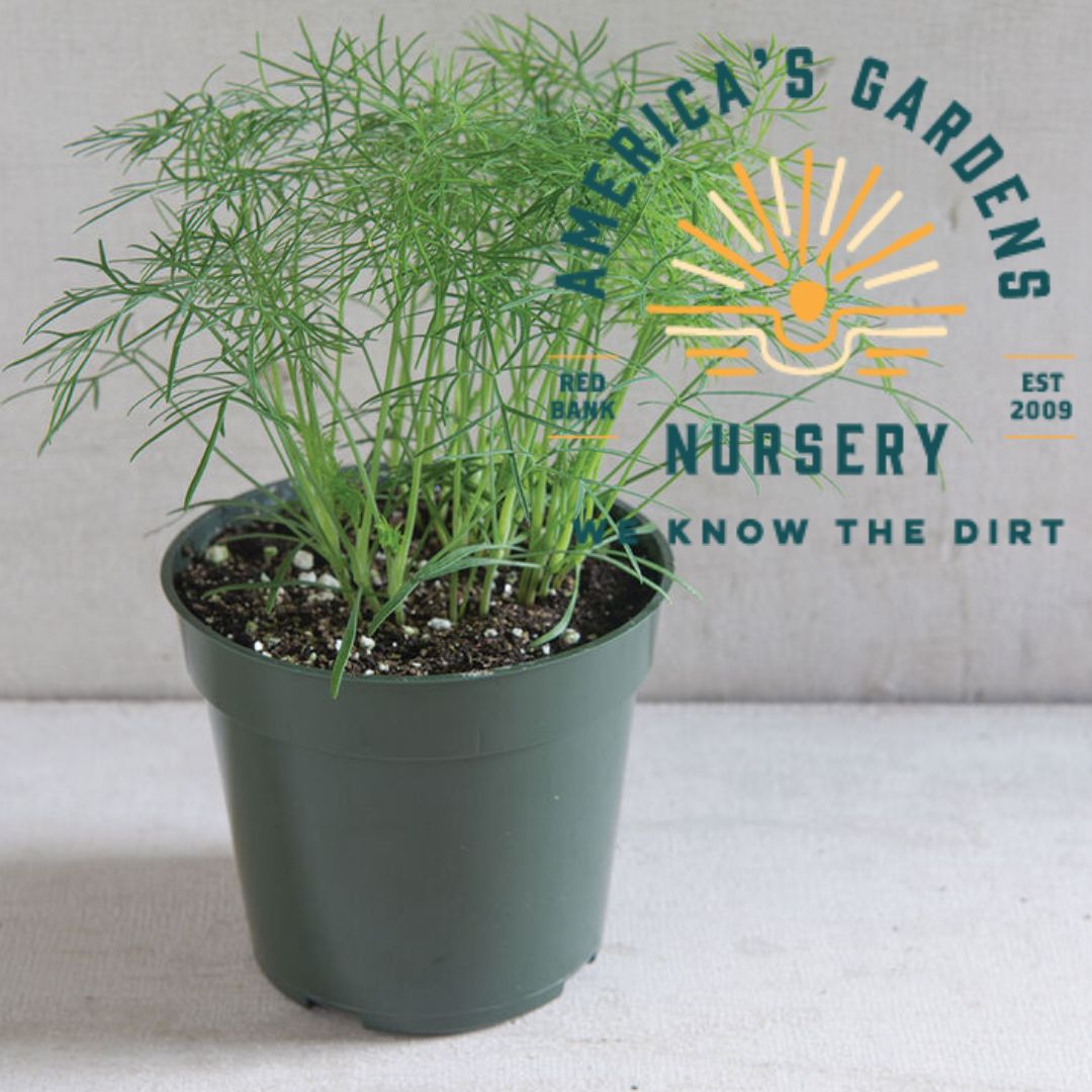 Fern Leaf Dill - America's Gardens Nursery