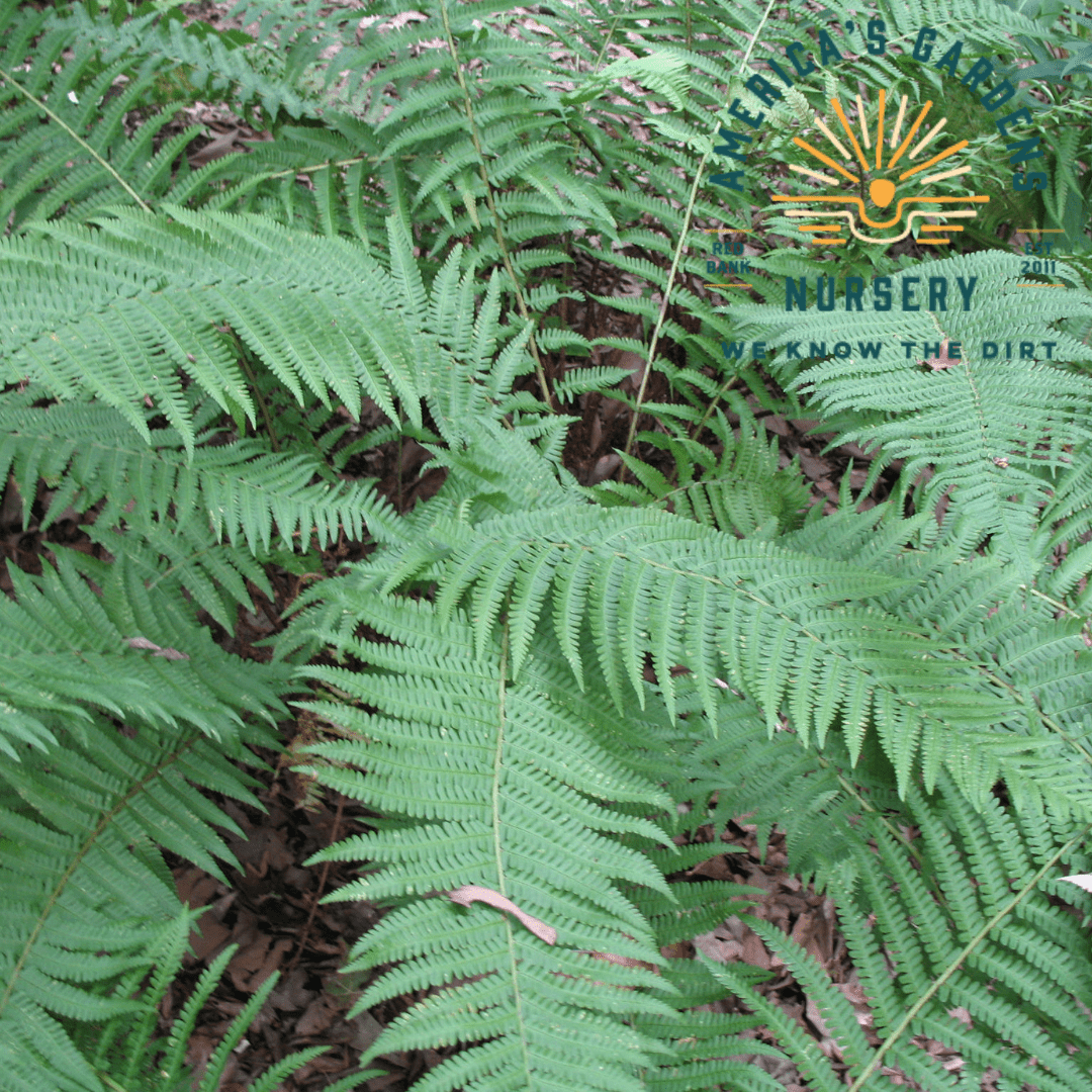 Fern, Mexican Male - America's Gardens Nursery