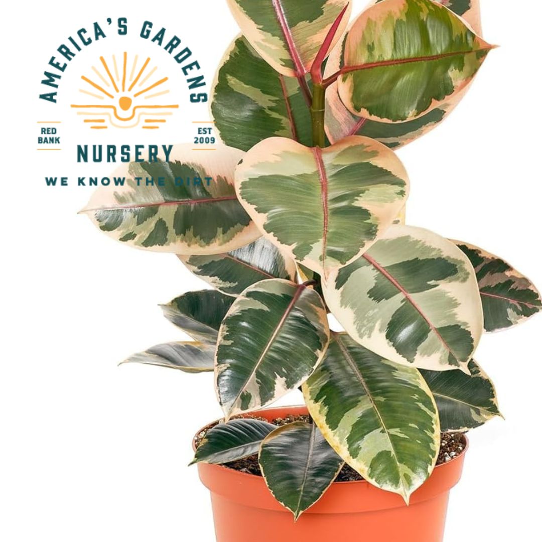 Ficus Tineke Rubber Tree Plant - America's Gardens Nursery