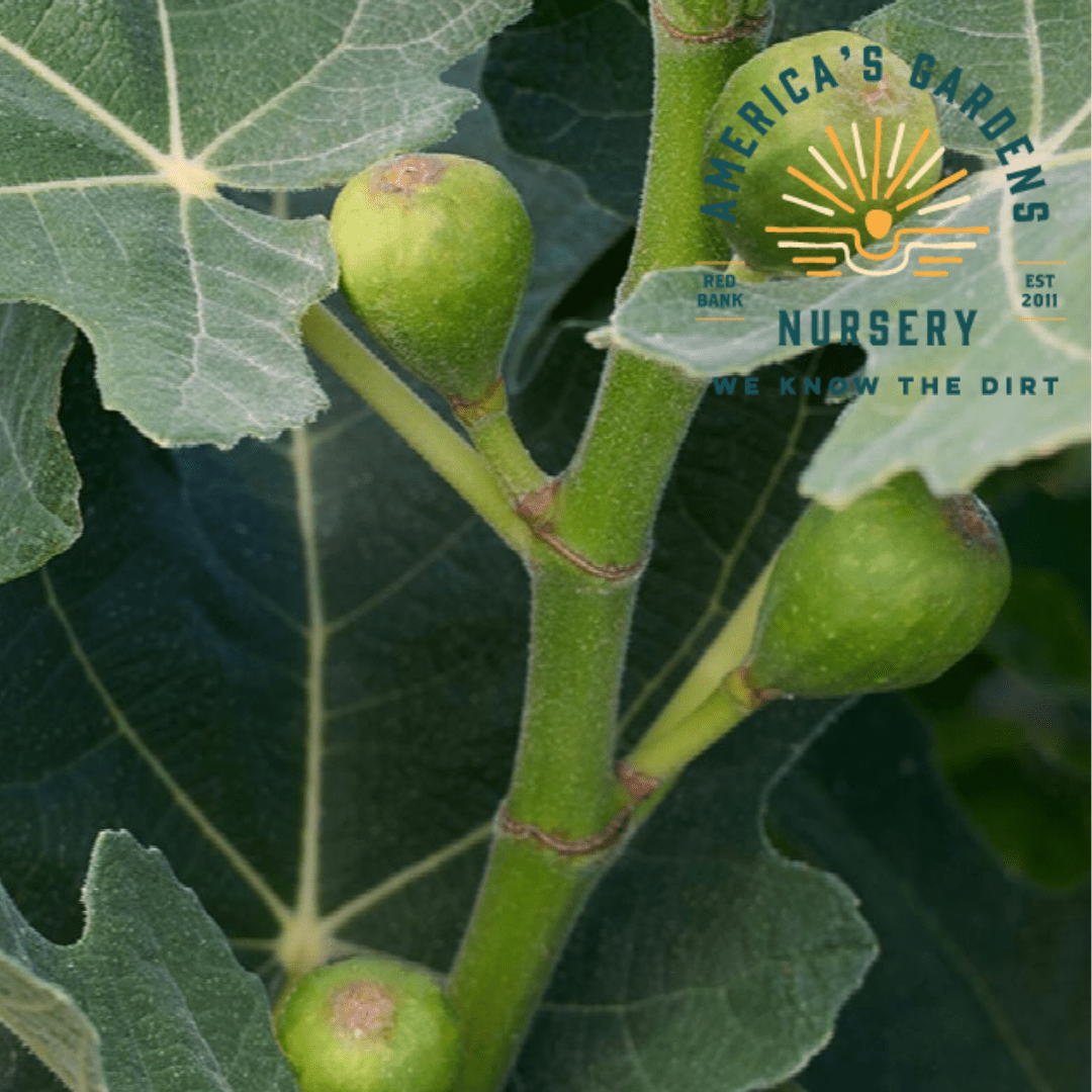 Fignomenal Dwarf Fig - America's Gardens Nursery
