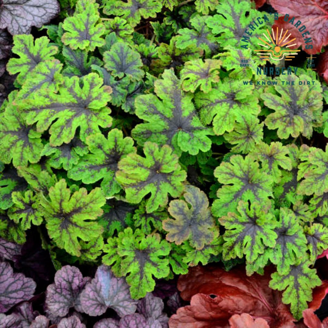 Fingerpaint Tiarella - America's Gardens Nursery