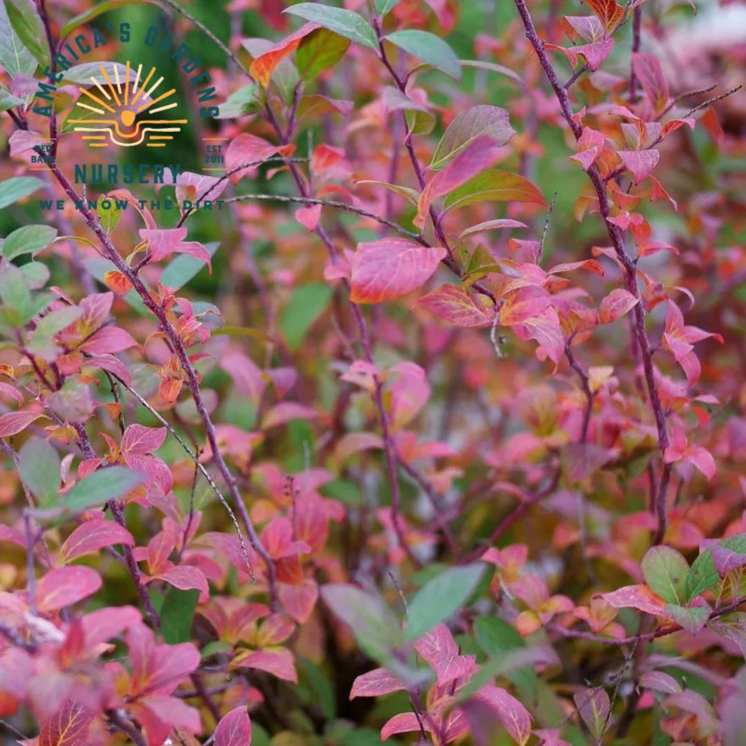 Fizzy Mizzy Sweetspire - America's Gardens Nursery
