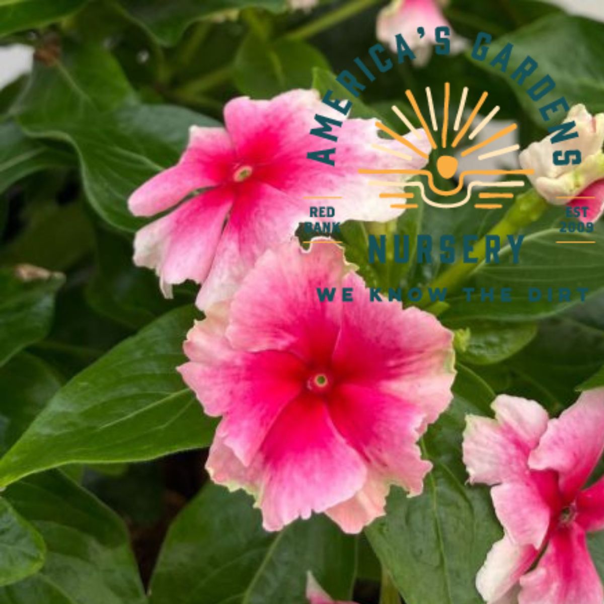 Flamenco Strawberry Picotee Soiree Vinca - America's Gardens Nursery