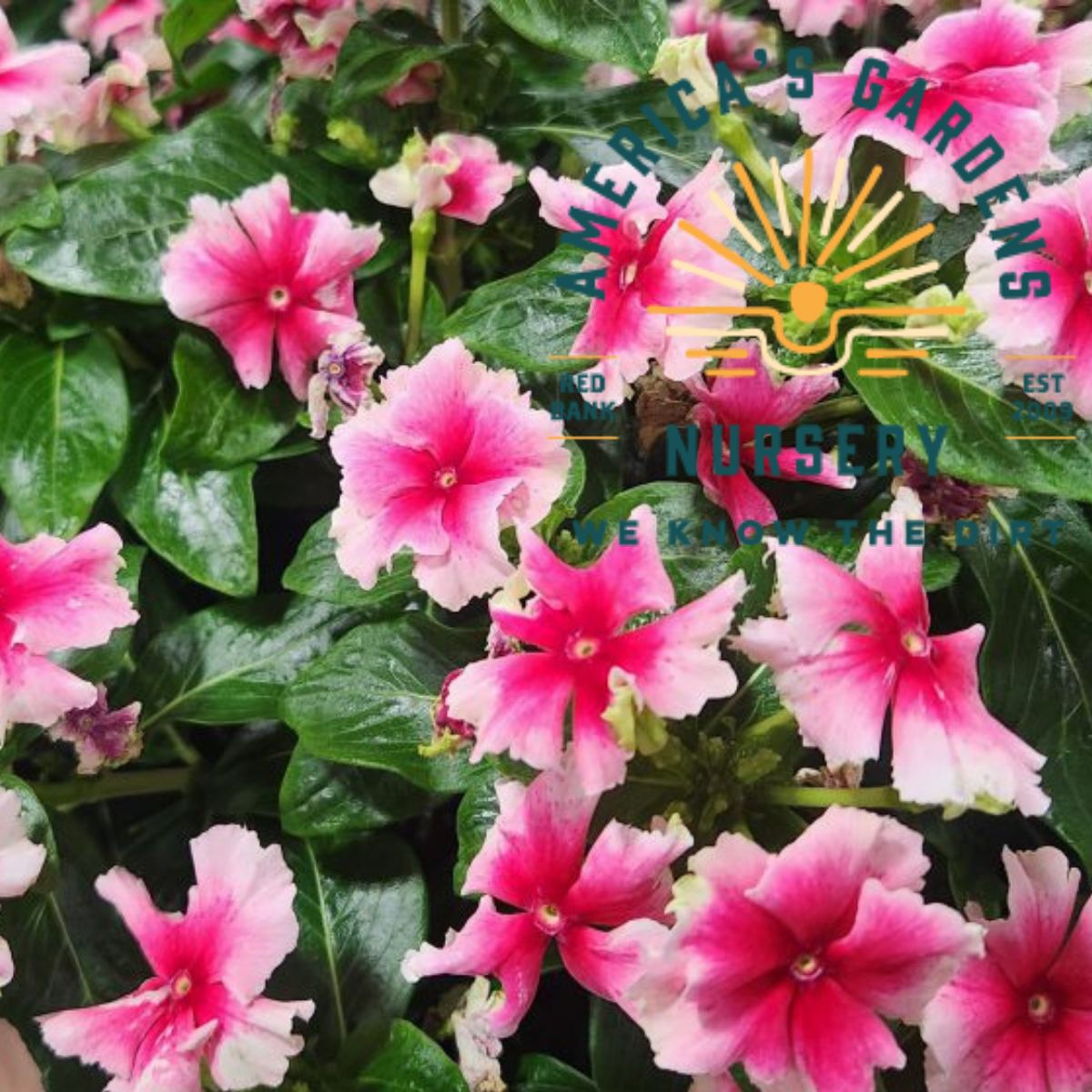 Flamenco Strawberry Picotee Soiree Vinca - America's Gardens Nursery