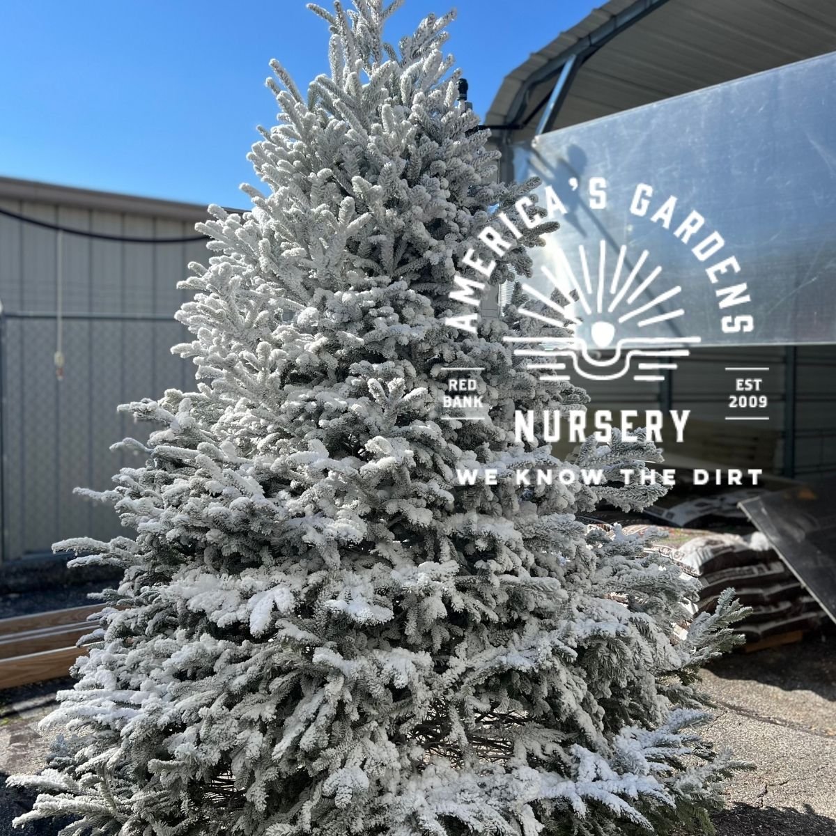 Flocked Fraser Fir Christmas Trees - America's Gardens Nursery